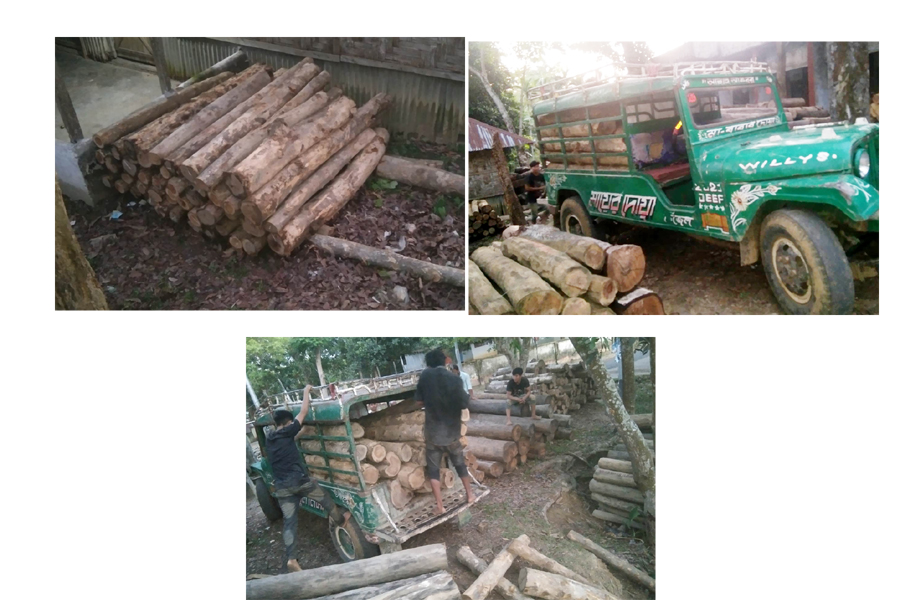 লক্ষ্মীছড়িতে সেনাবাহিনীর অভিযানে বিপুল পরিমাণ কাঠ আটক