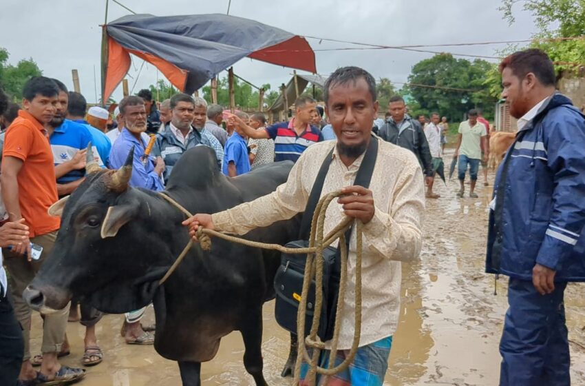 খাগড়াছড়িতে কোরবানি পশুর হাট জমে উঠেছে , পাহাড়ের গরু সমতলেও চাহিদা বেড়েছে